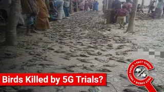 FACT CHECK: Does Image Show Birds Killed by 5G Trials in India? || Factly