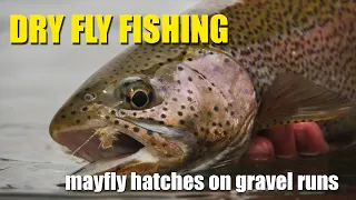 Dry Fly Fishing During A Mayfly Hatch