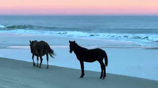 #babyhorse #sunrise #obx #wildhorses #morningstroll