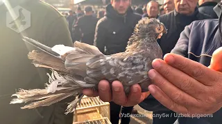 Птичий рынок г. Ташкент - ГОЛУБИ (11.12.2021) / Uzbek Pigeons / Usbekische tauben