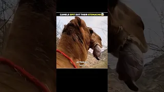 Camels Spit stomachs out😱