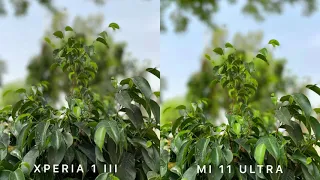 Sony Xperia 1 III vs Xiaomi Mi 11 Ultra Camera Comparision | Xperia 1 Mark 3