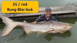 Monster Mekong catfish, fishing Thailand at Bung-Blar-Buk บึงปลาบึก. $5 /  150B for river monsters