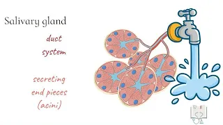 Salivary Glands- structure