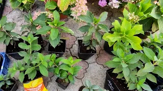 Готовлю черенки метельчатой гортензии к зиме 🌿🌿Где будут зимовать и пр.