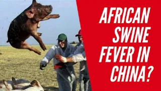 What China's Doing About African Swine Fever