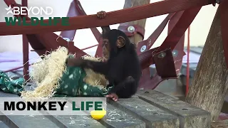 S8E18 | Baby Chimp Thelma Is Growing Fast And Playing With Big Boys | Monkey Life | Beyond Wildlife