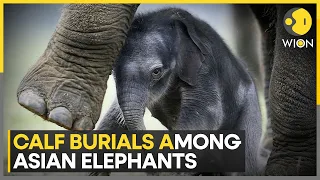 Asian Elephants ritually bury their dead calves says study | WION