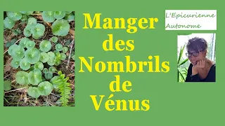 #7- Plantes sauvages comestibles: les nombrils de vénus.