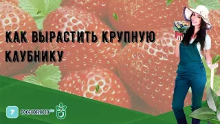 Как вырастить крупную клубнику