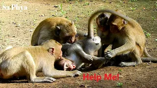 OMG! Poor Girl Monkey Cries Hurt Very Loudly, She Was Bitten By Many Monkey In No Reason, Why?