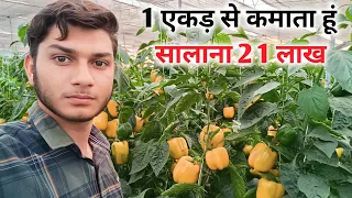 red yellow capsicum ki kheti | shimla mirch ki kheti kaise Karen | capsicum ki kheti kaise Karen