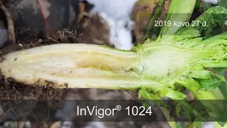 Hibridinių žieminių rapsų veislė InVigor® 1024