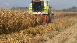 Claas dominator 88s harvesting corn