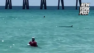 Hammerhead shark spotted in shallow Florida waters send swimmers fleeing