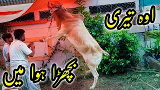 Flying Bull Qurbani in My Area | Cattle Market Karachi | Bakra Eid 2022 | Cows Qurbani | Eid ul Adha