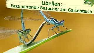 Libellen im Garten | MDR Garten | MDR