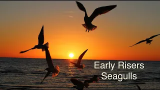 Early Risers Seagulls