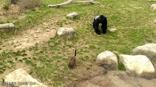 This Gorilla is Scared Of a Goose!