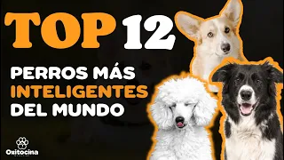 🐶🧠TOP 12 PERROS MÁS INTELIGENTES del mundo