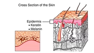 How The Skin Works Animation - Structure and Function of the Human Skin Video - Skin Layers Anatomy