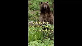 Grizzly Bear Scratching Where It Itches #shorts