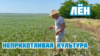 Лён - неприхотливая культура для засушливого климата