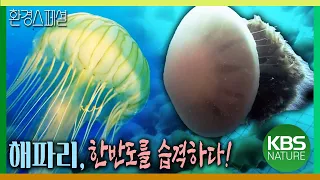 해파리, 한반도를 습격하다! [KBS스페셜-대발생2] / KBS 20080907 방송