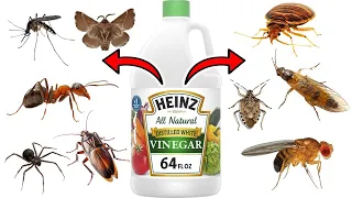 How To Use WHITE VINEGAR To Keep PESTS Away - FRUIT FLIES, GNATS, ANTS, SPIDERS, MOSQUITOES, BEDBUGS
