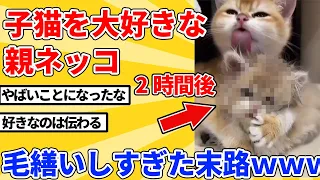 【2ch動物スレ】子猫を愛しすぎた親猫が2時間毛繕い続ける→とんでもない姿に変貌するｗｗｗｗｗ