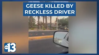 Reckless driver strikes and kills a flock of geese crossing road in Henderson