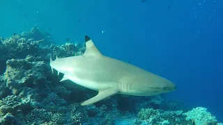 Дети и мальдивские акулы
