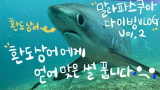 환도상어에게 얻어맞은 썰 풉니다. 말라파스쿠아 다이빙 로그 vol2 (Real collision with Thresher Shark)