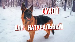 Сухой или Натуральный Юность Немецкой овчарки Дум