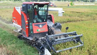 Kubota ac Cabin Harvester DC 93G Rice Harvest Machine | Combine Harvester Working Skills Operator