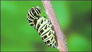 Butterfly Life Cycle Time lapse (3 Minutes)