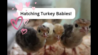 A Surprising New Experience!  Baby Turkeys!