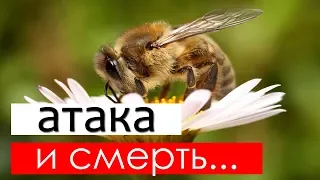 Почему пчела умирает после укуса?