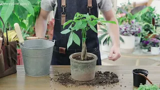 Money Tree Care  Watering, Fertilizer, Sunlight & More