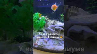 У нас в аквариуме родилось 5 сомов #kifill