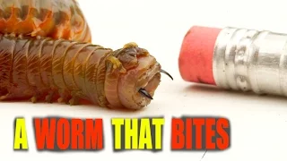 A Worm That BITES! Grosses Worm On The Planet - The Rag Worm / Sea Worm