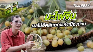 มะไฟจีน ผลไม้อัตลักษณ์แห่งเมืองน่าน | มหาอำนาจบ้านนา