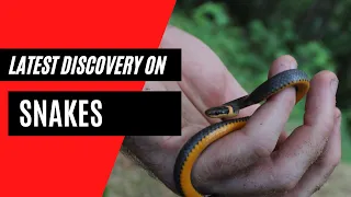 SNAKES HAVE CLITORIS! THIS NEW DISCOVERY WILL SHOCK YOU