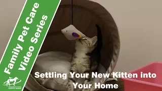 Settling Your New Kitten into Your Home- Companion Animal Vets