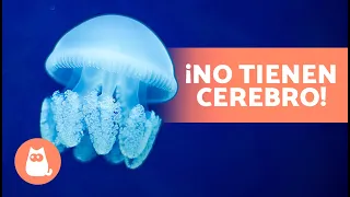 10 CURIOSIDADES sobre las MEDUSAS que te sorprenderán 😱