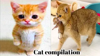 New Funny Videos 2024🤣  Cutest Cats And Dogs Videos🐈🐕 Part 12