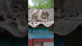 #cat