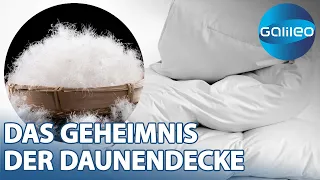 Decken bis zu 10.000€: Das Geheimnis einer guten Daunendecke | Galileo | ProSieben