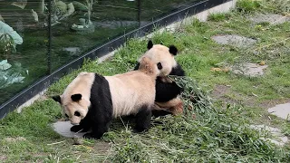 Pandaernes årlige stævnemøde er lige om hjørnet! Her er den nye strategi