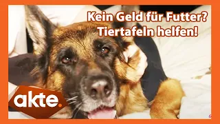 Kein Geld für Futter? Tiertafeln helfen! | Akte | SAT.1